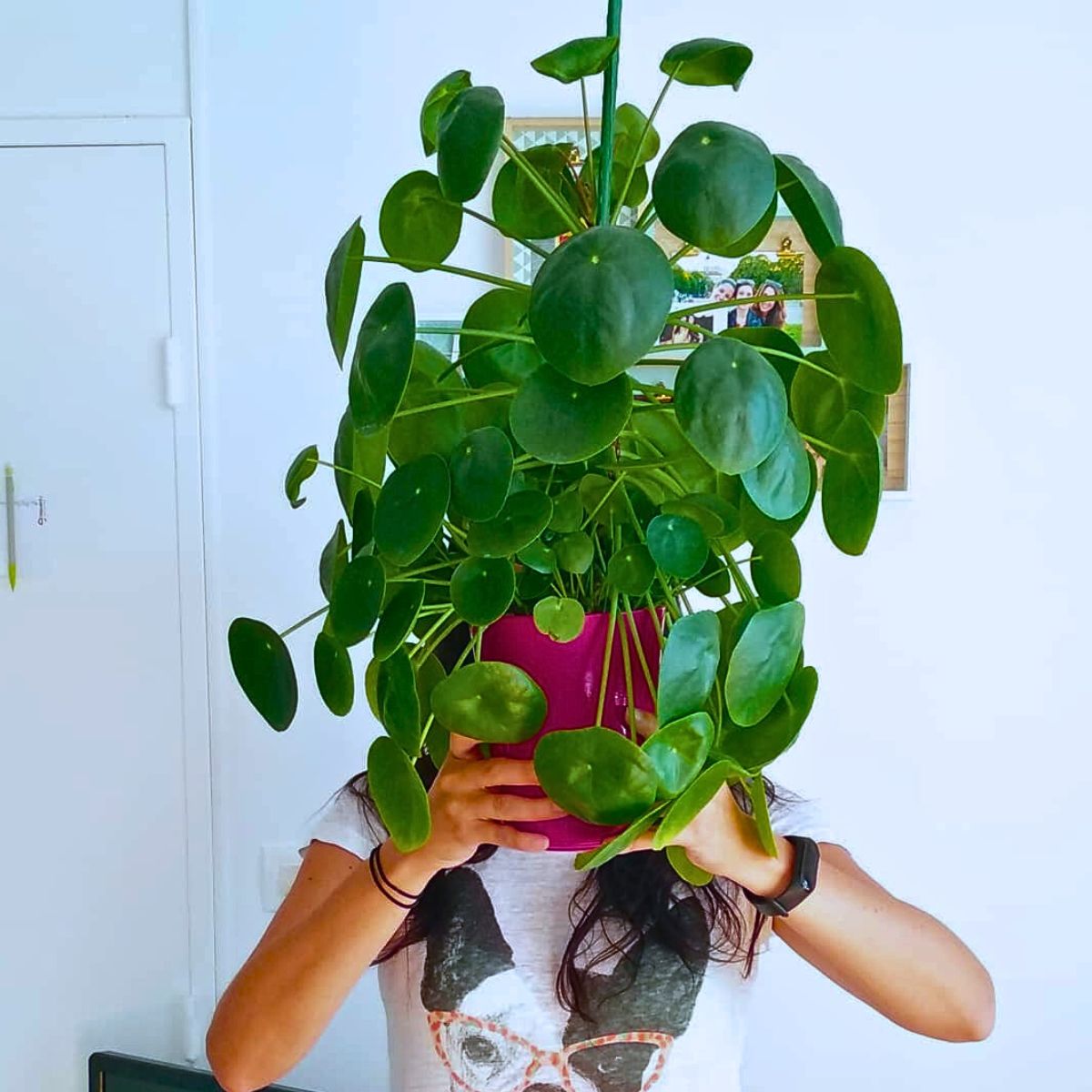 Chinese money plant The Easiest Houseplants to Propagate