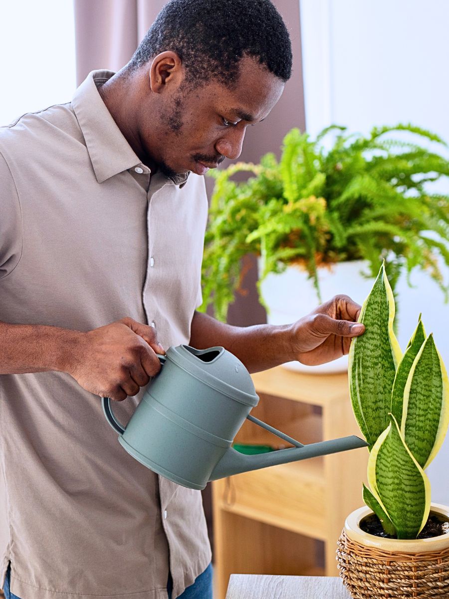 Snake plant The Easiest Houseplants to Propagate