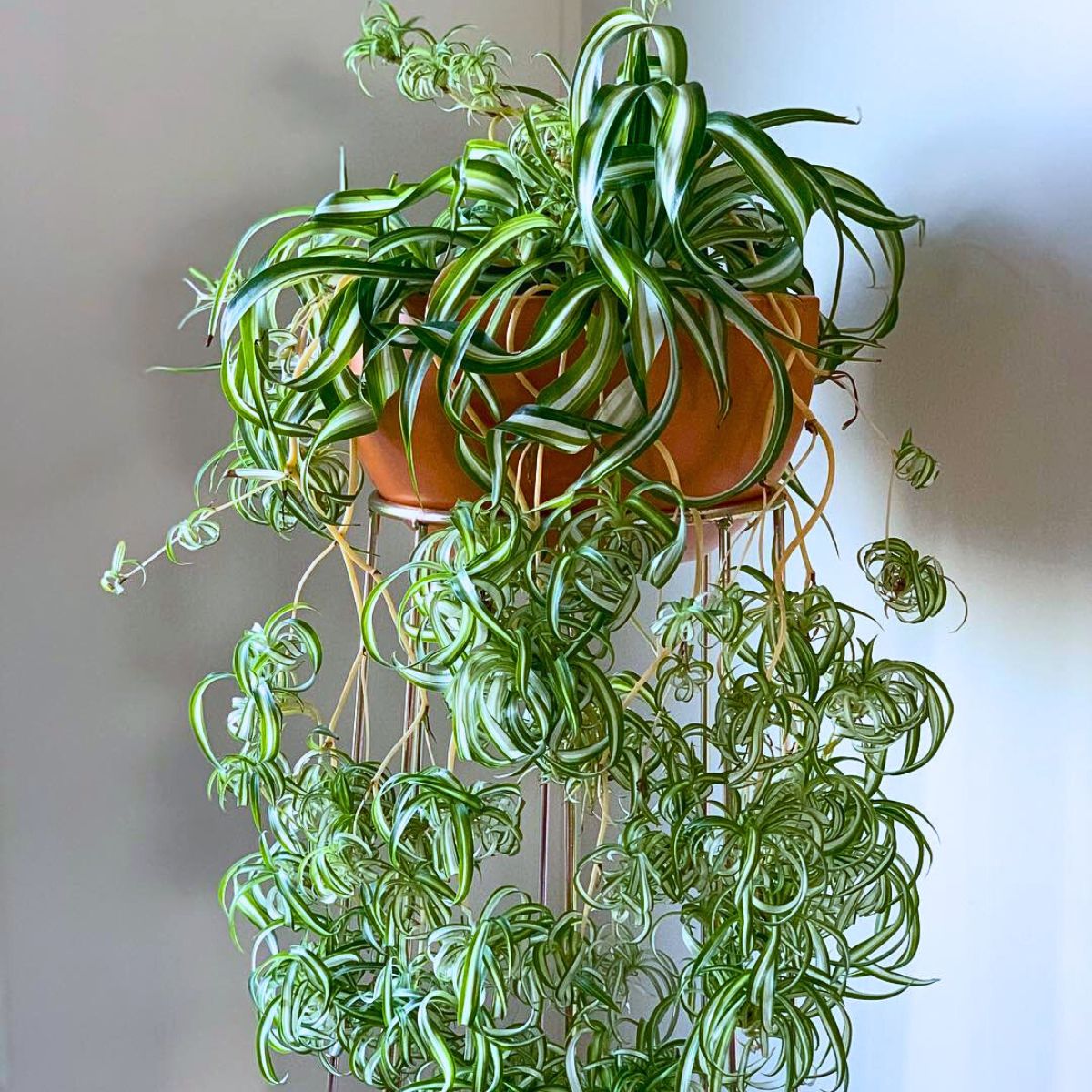 Spider plant The Easiest Houseplants to Propagate