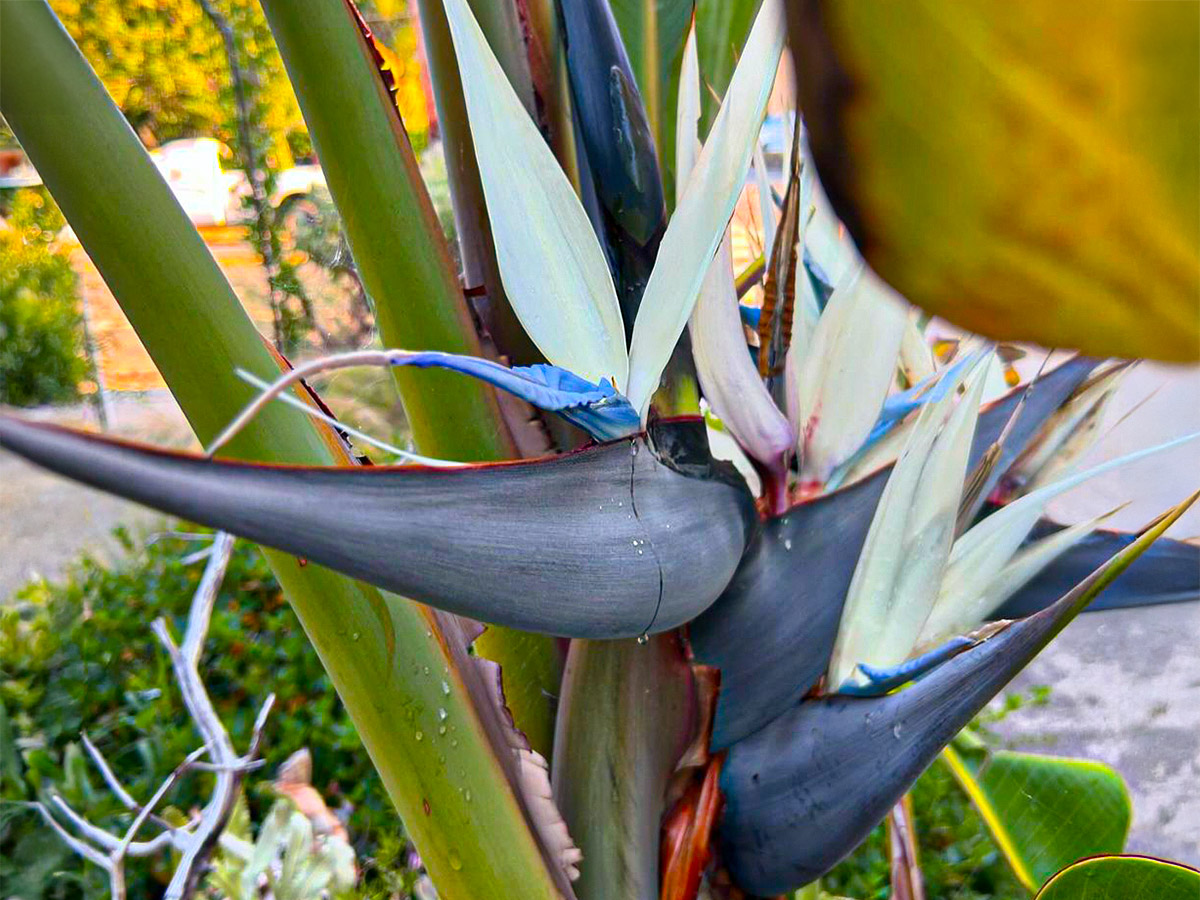 White Bird of Paradise flowering A flowering white Bird of Paradise plant.