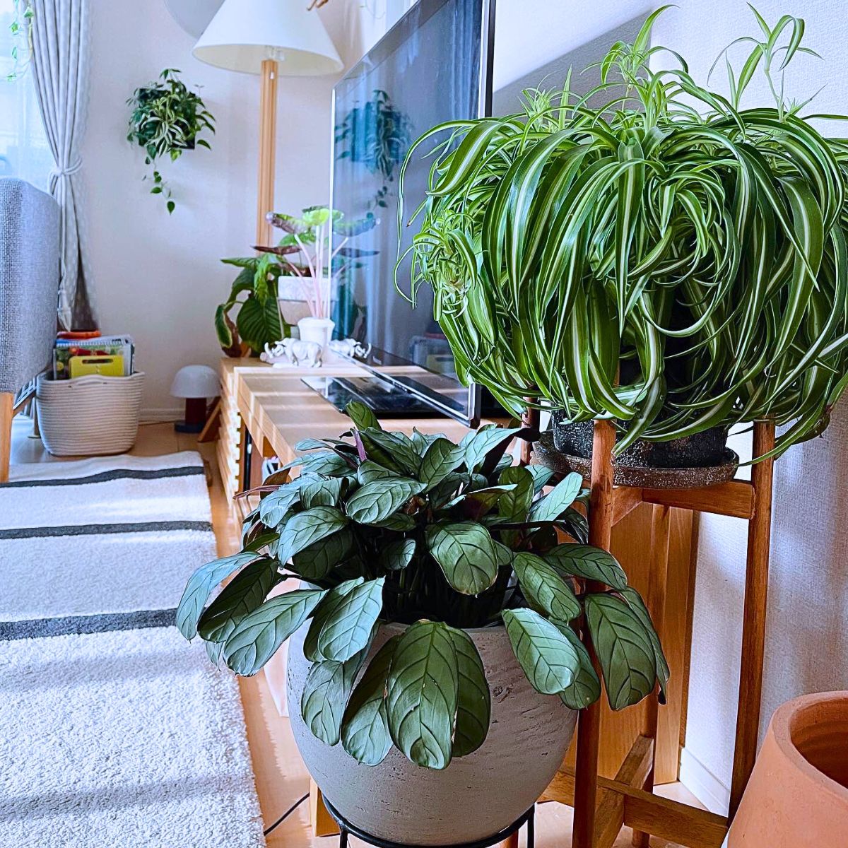 Houseplants Plants That Will Help You Easily Start Your Journey as a Beginner Plant Parent