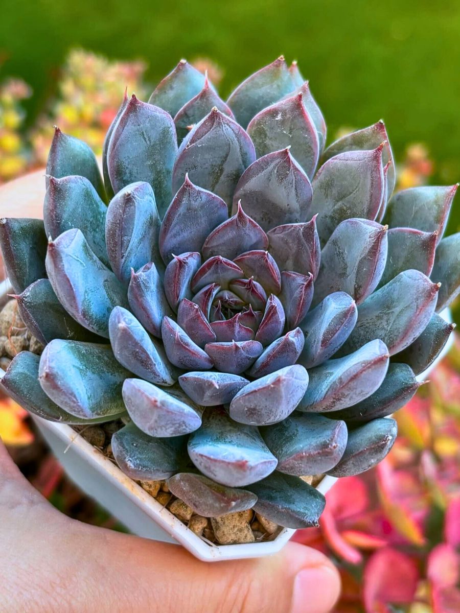 Succulents Plants That Will Help You Easily Start Your Journey as a Beginner Plant Parent