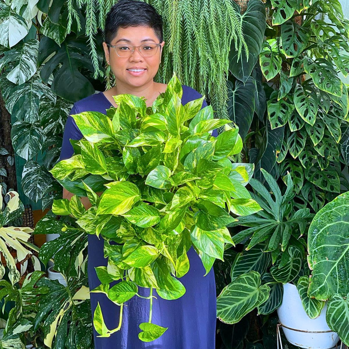 Golden pothos Plants That Will Help You Easily Start Your Journey as a Beginner Plant Parent