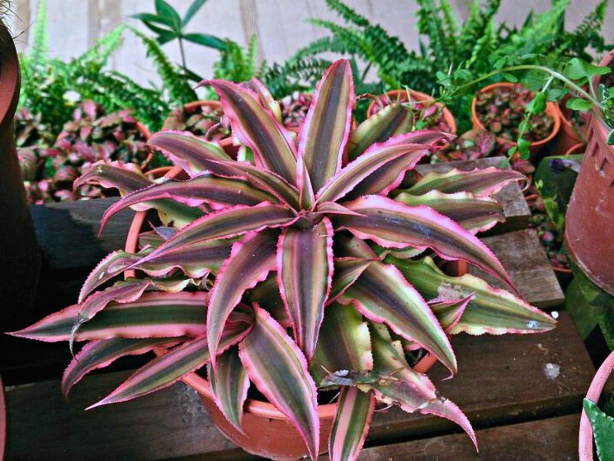 Earth’s Stars Plants That Will Help You Easily Start Your Journey as a Beginner Plant Parent