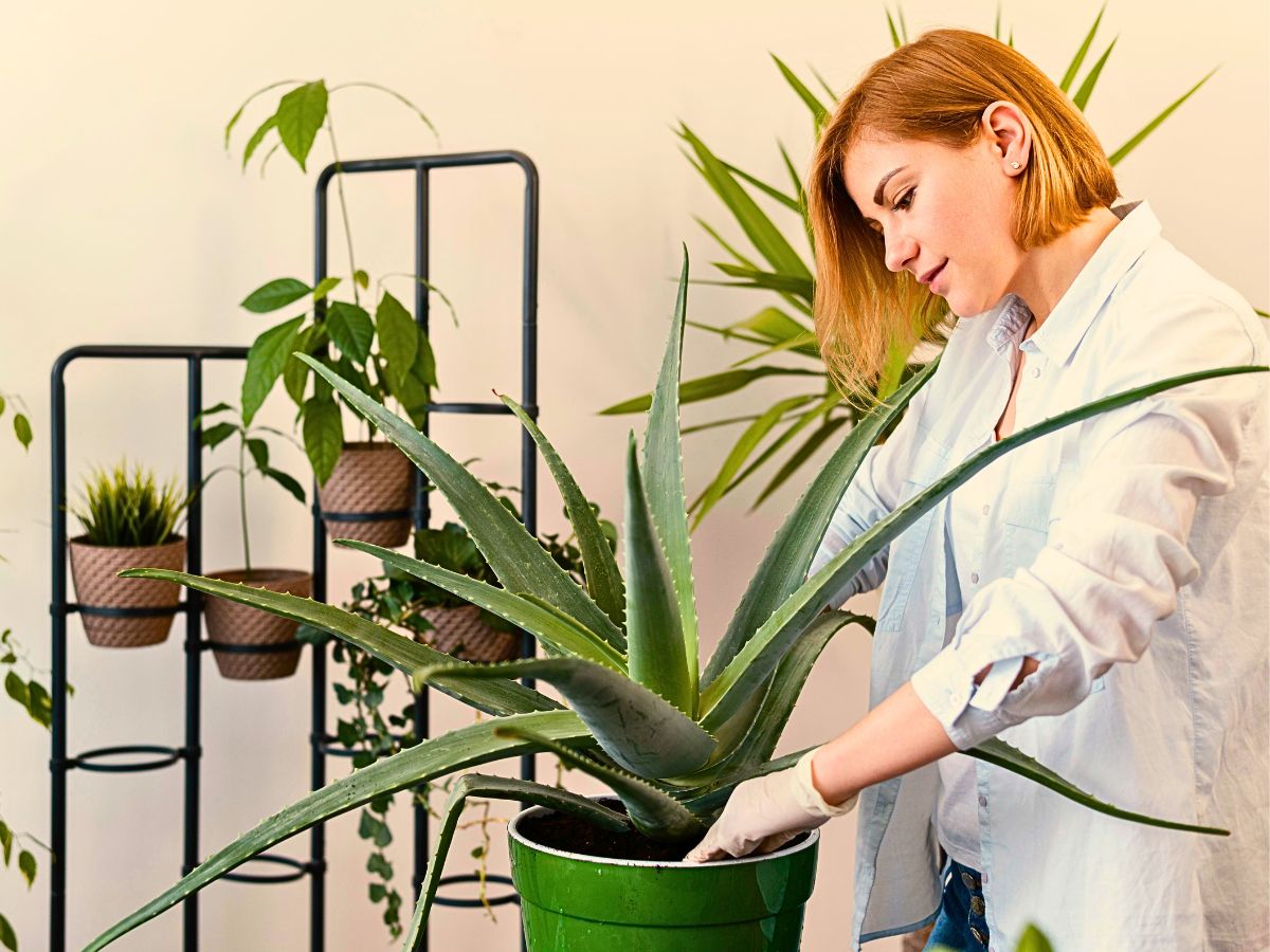 Lady tends houseplants Plants That Will Help You Easily Start Your Journey as a Beginner Plant Parent