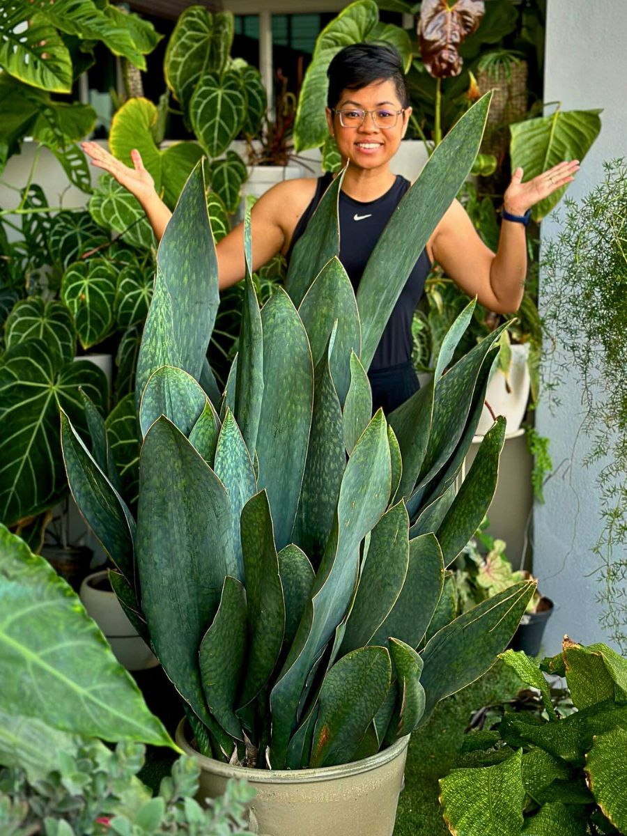 Dracaena masoniana Top 10 Healthy Houseplants