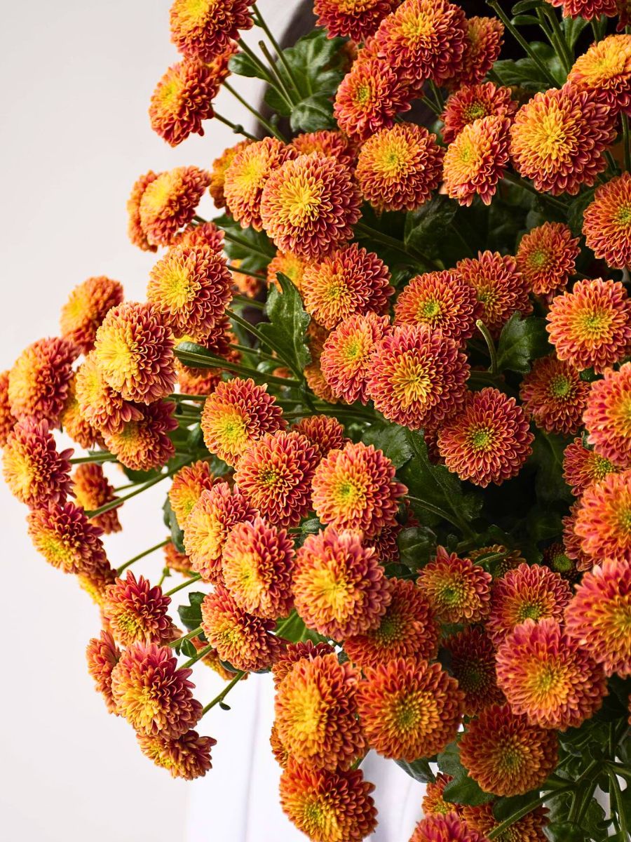 Chrysanthemum Morifolium Top 10 Healthy Houseplants