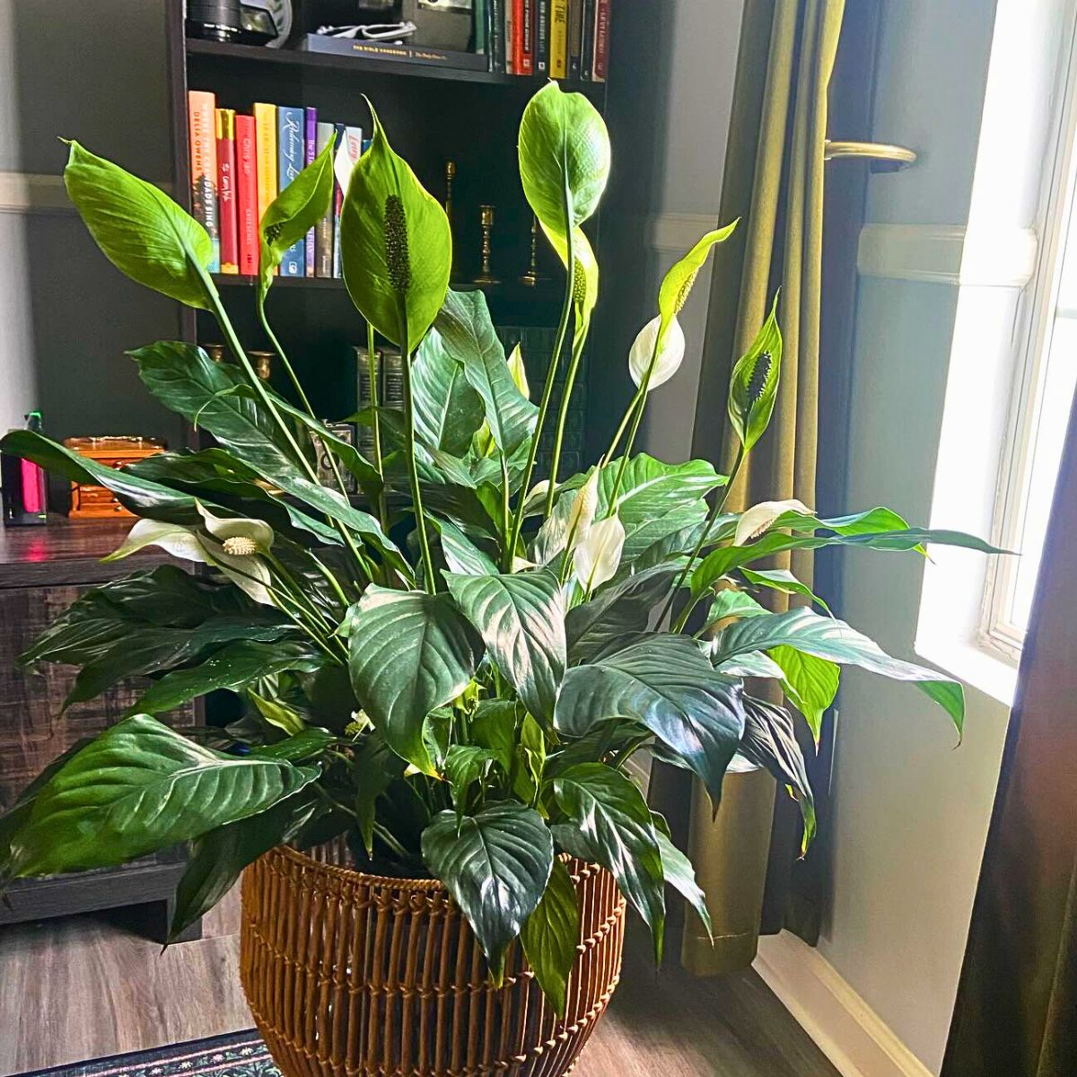 Peace lily Top 10 Healthy Houseplants