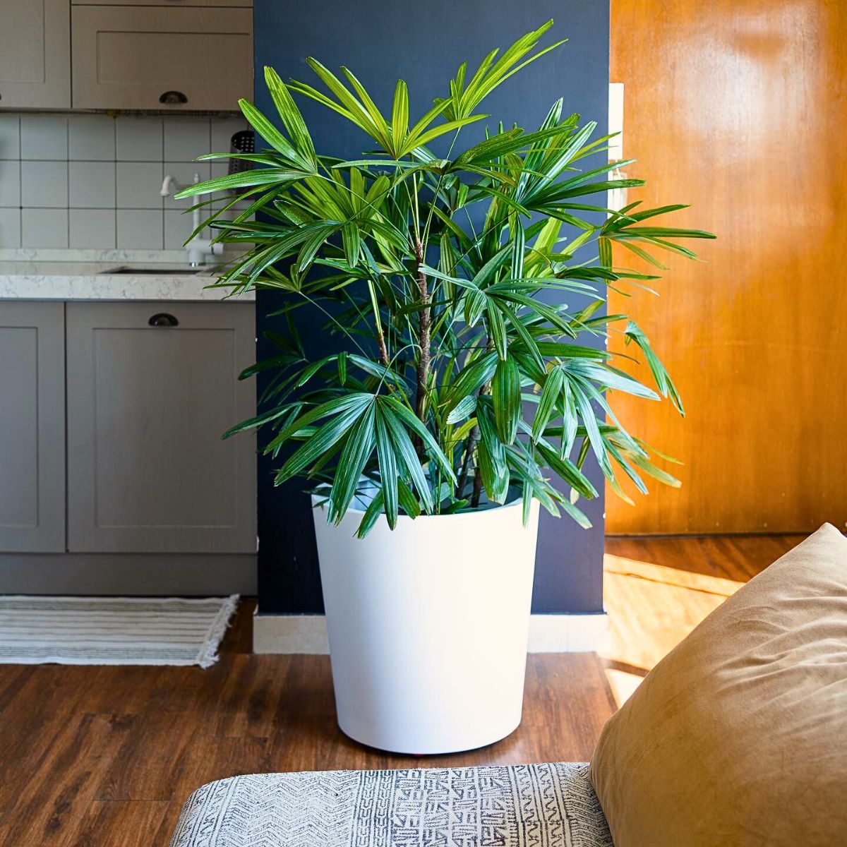 Lady palm Top 10 Healthy Houseplants