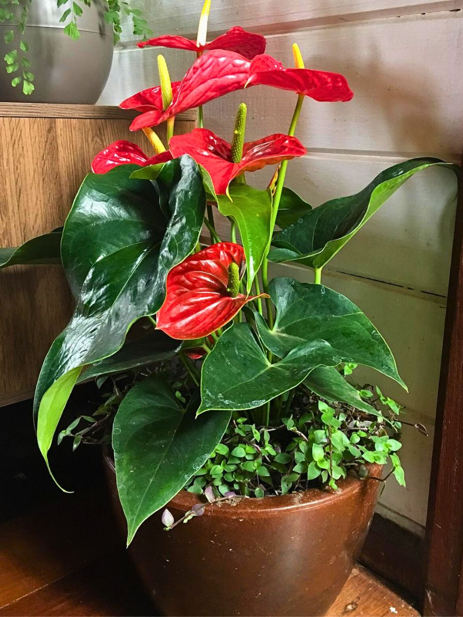 Anthurium andraeanum Top 10 Healthy Houseplants
