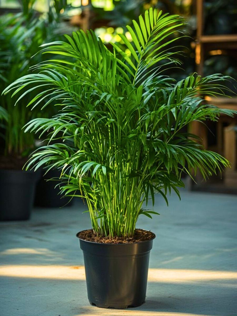 Parlor palm Top 10 Healthy Houseplants