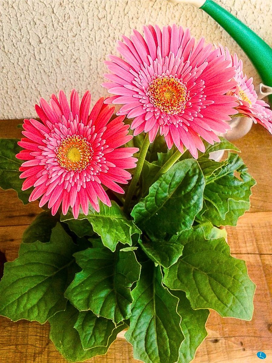 Gerbera daisies Top 10 Healthy Houseplants