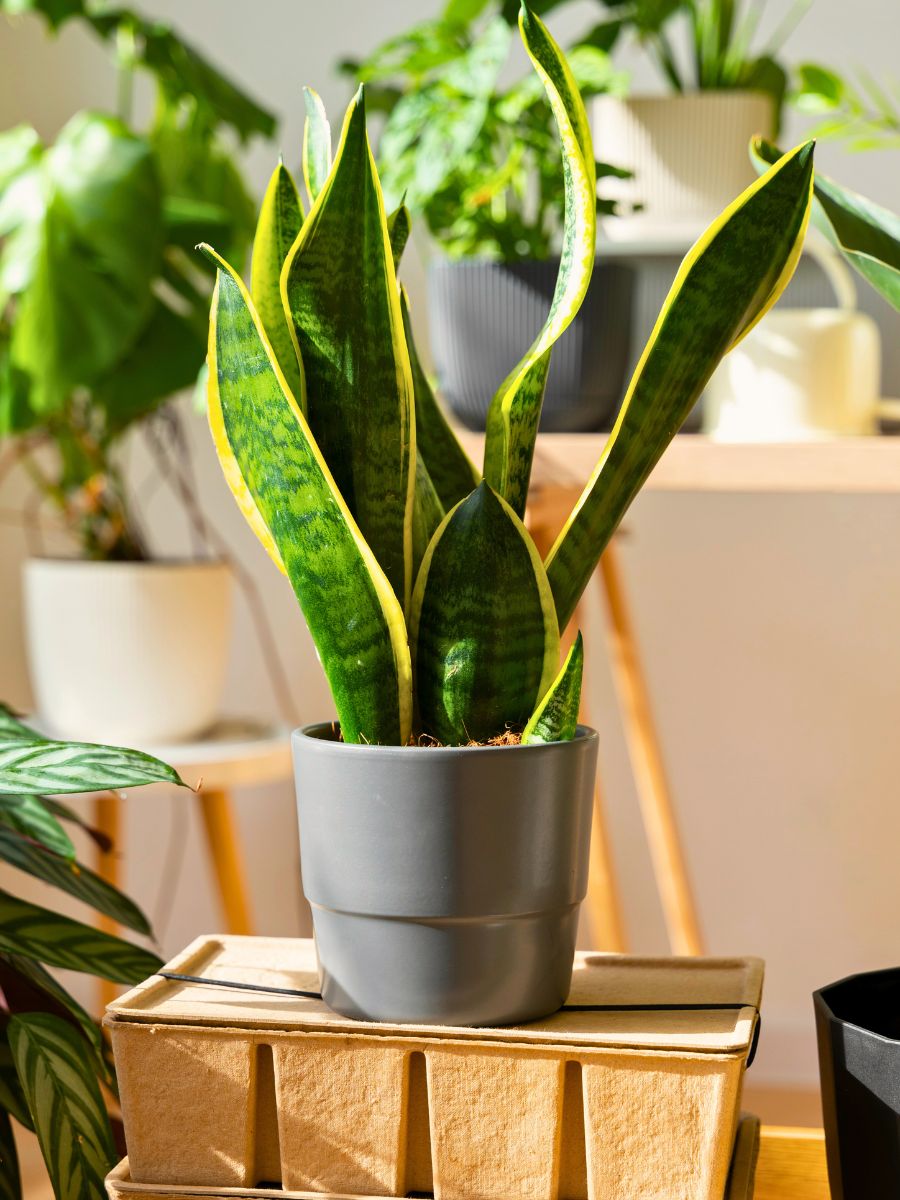 Sansevieria Top 10 Healthy Houseplants