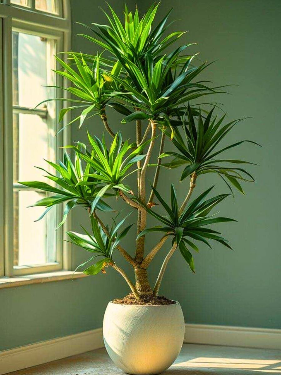 Dracaena plant Top 10 Healthy Houseplants