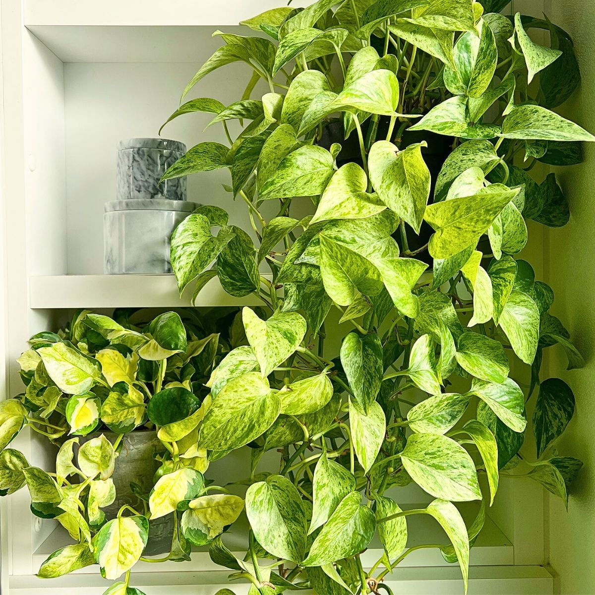 Pothos Top 10 Healthy Houseplants