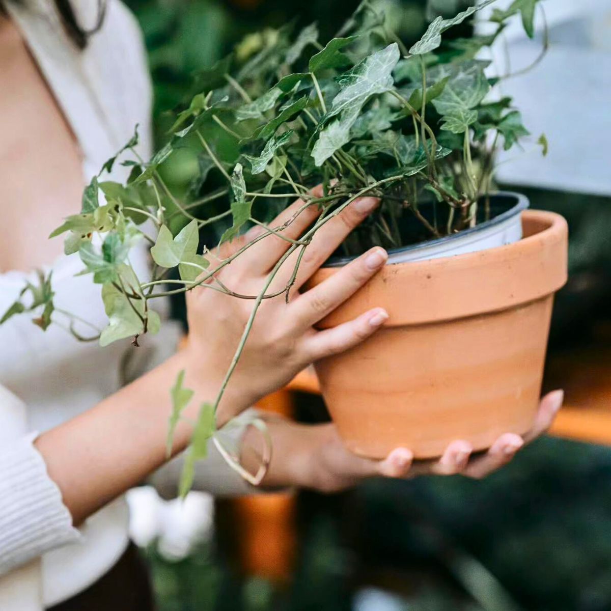 English ivy Top 10 Healthy Houseplants