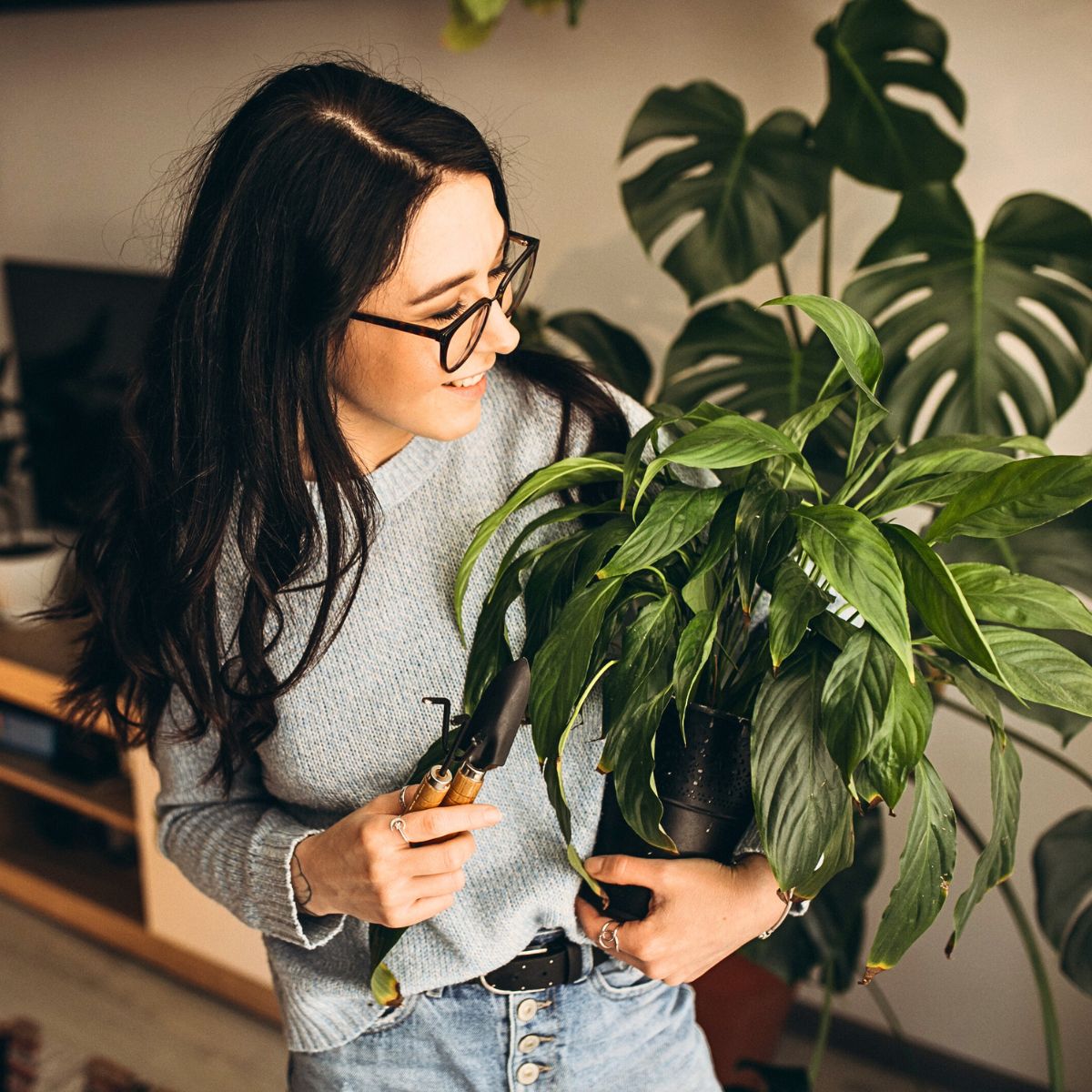 Houseplants Top 10 Healthy Houseplants