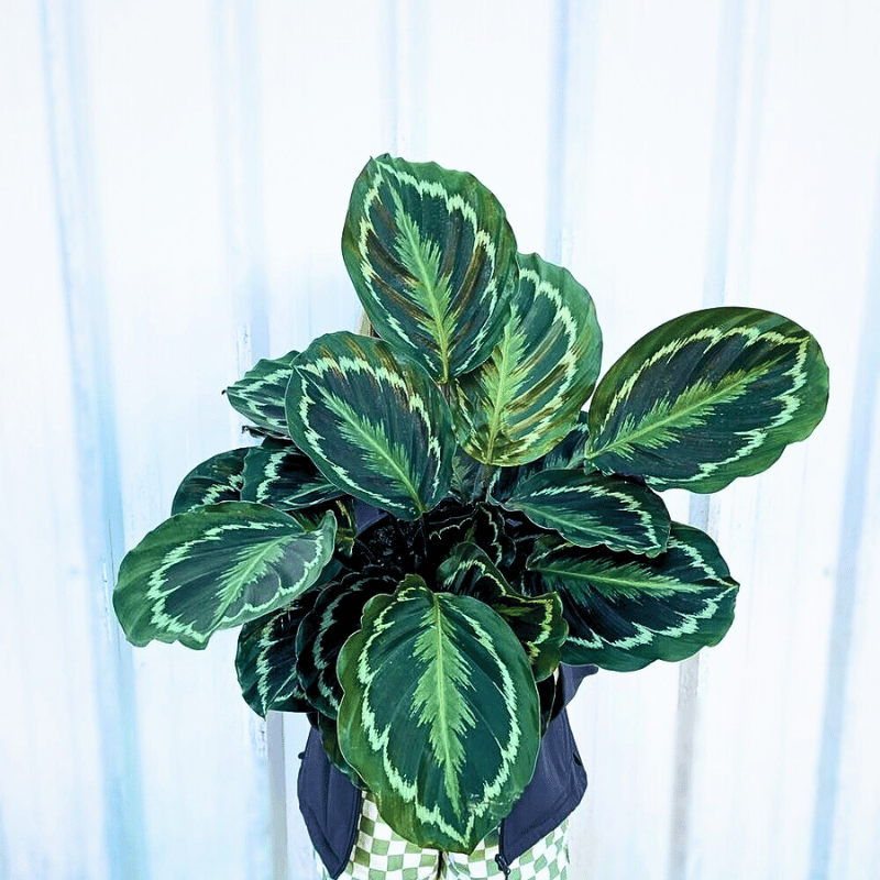 These 7 Low-Maintenance Calatheas Make the Best Houseplants - Article on Thursd typical foliage and shades of colors of calathea medallion leaves with light green and dark green color patterns.