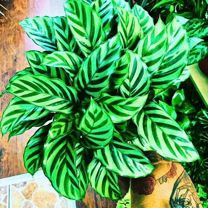 These 7 Low-Maintenance Calatheas Make the Best Houseplants - Article on Thursd The highlighting light green of the leaves of Calathea Concinna Freddie, or the peacock plant is a treat to the eyes.