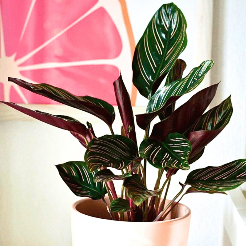 calathea makoyana A beautiful potted calathea makoyana. These plants grow well with soil moist and in place with bright indirect light indoors.