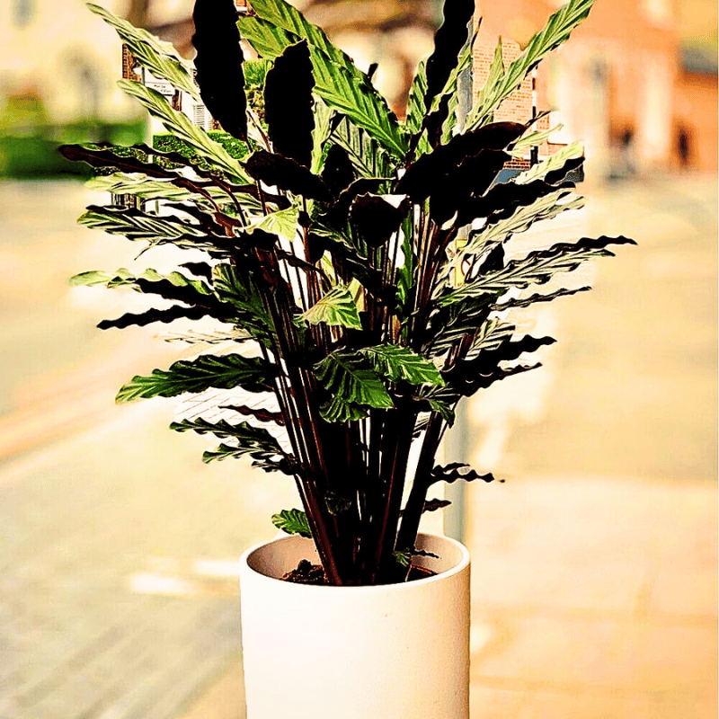 calathea rufibarba Potted Calathea Rufibarba - a popular houseplant.