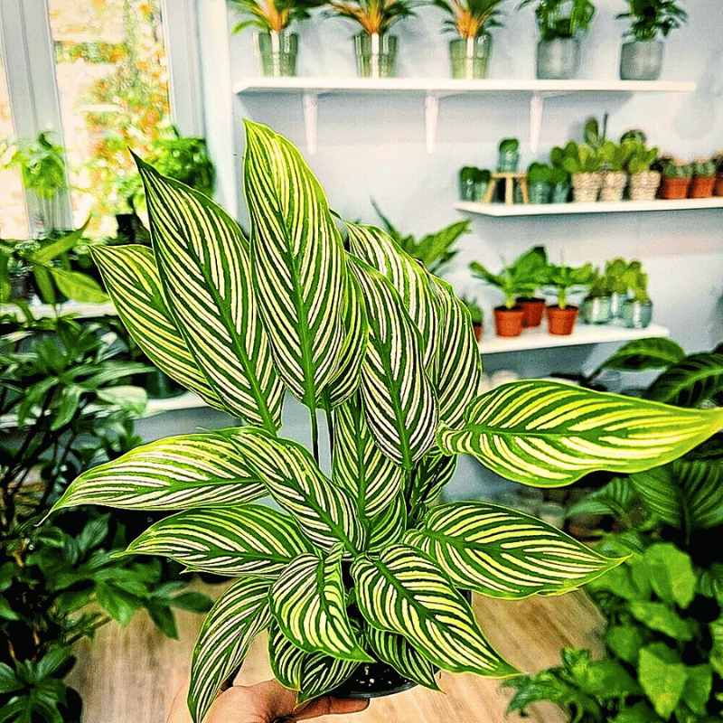 Calathea Vittata houseplant A popular variety of calathea houseplant - calathea vittata.