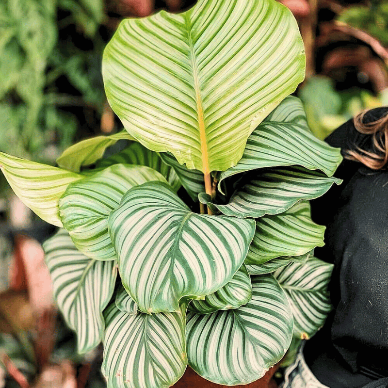 These 7 Low-Maintenance Calatheas Make the Best Houseplants - Article on Thursd Taking care of your calathea variety.