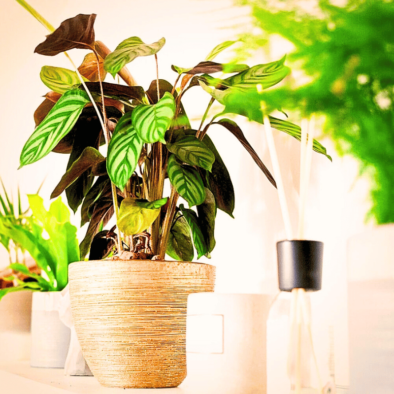 potted calathea plants Calatheas thrive in humid conditions.