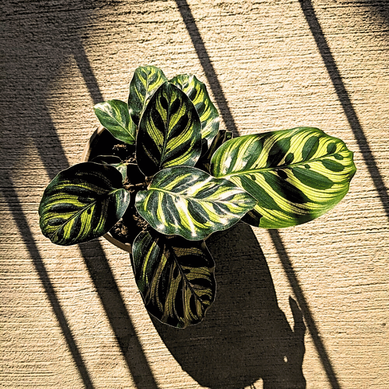 young calathea plant young leaves of a beautiful calathea plant - top view.