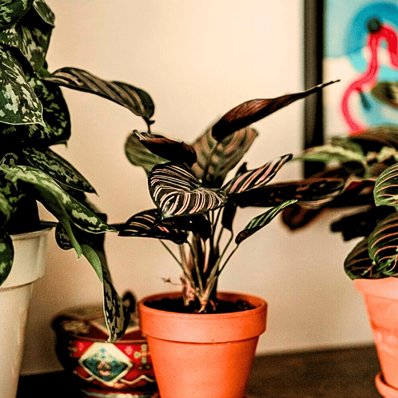 prayer plants calatheas follow a typical but simple steps of propagation.