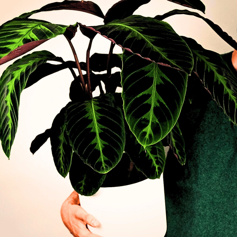 prayer plants Striking dark green leaves of a calathea plant.
