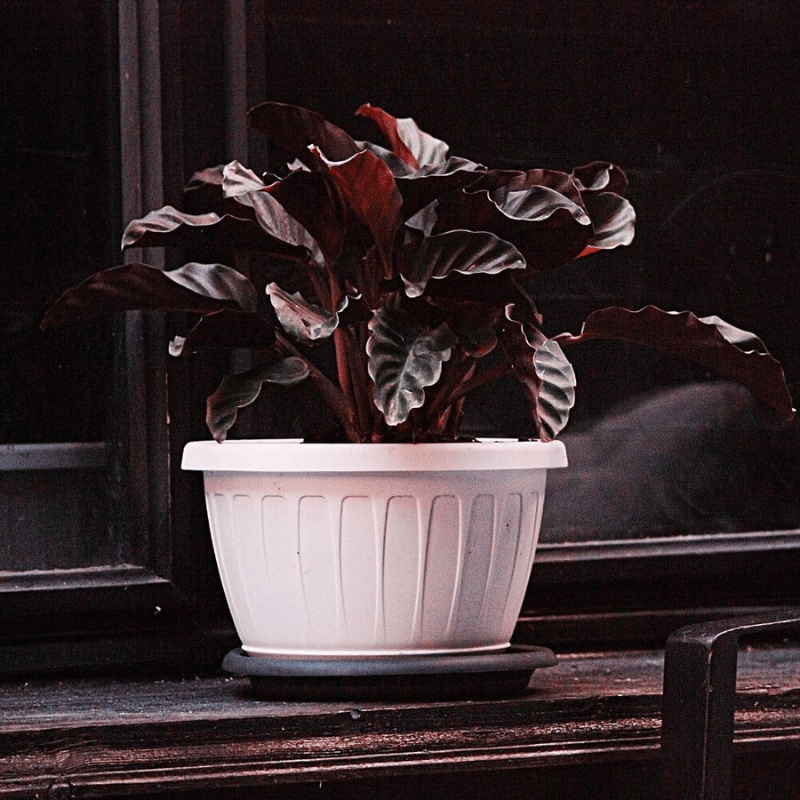 prayer plant calathea plant also called prayer plant