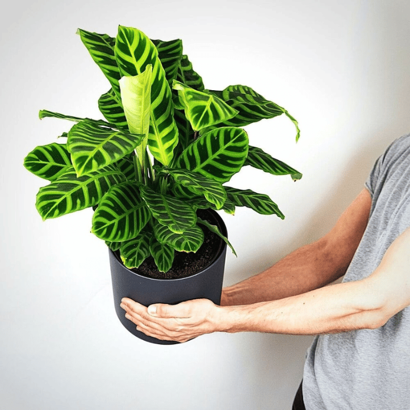 calathea medallion calathea medallion houseplant