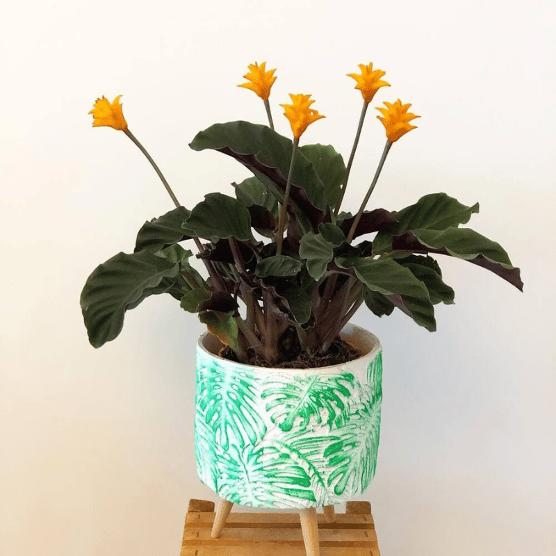Calathea crocata, also known as the eternal flame plant