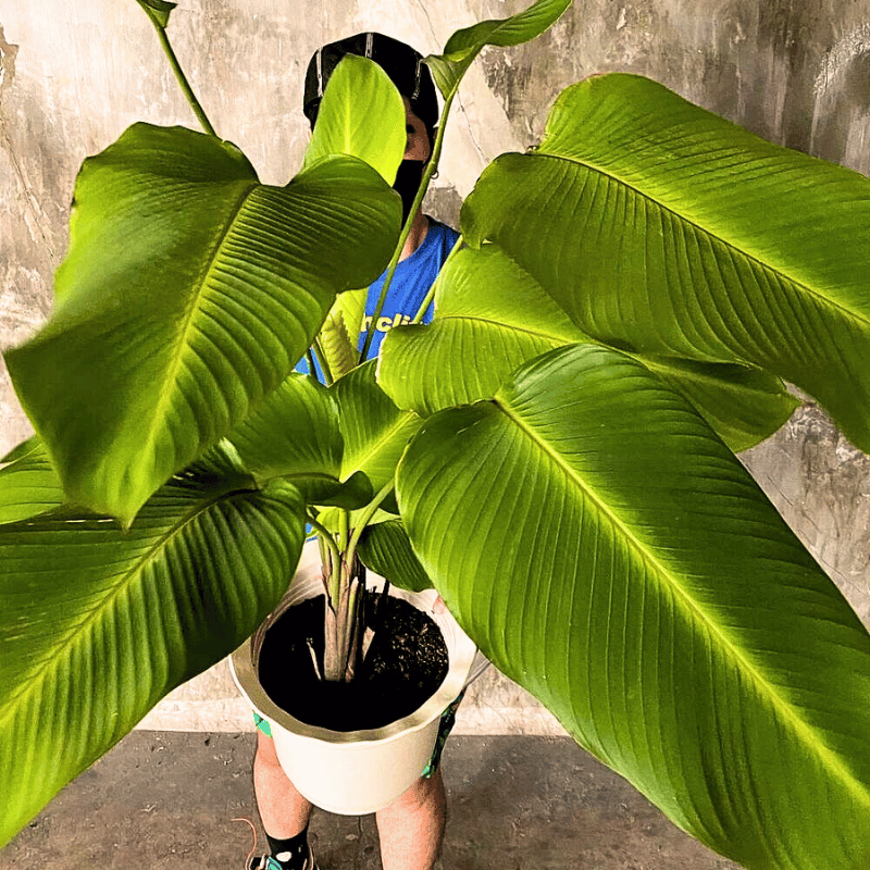 Potted and healthy grown calathea crotalifera