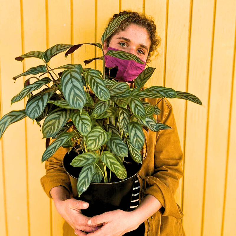 woman holding calathea setosa