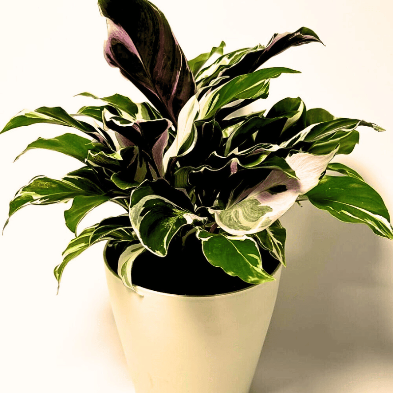 Calathea white fusion