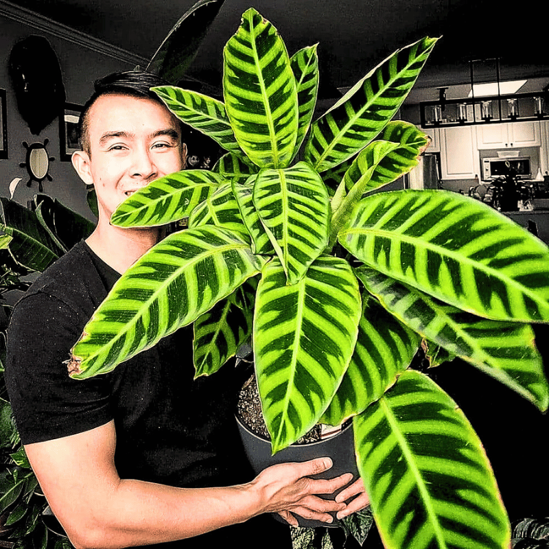 Calathea Zebrina - a popular variety of calathea plants
