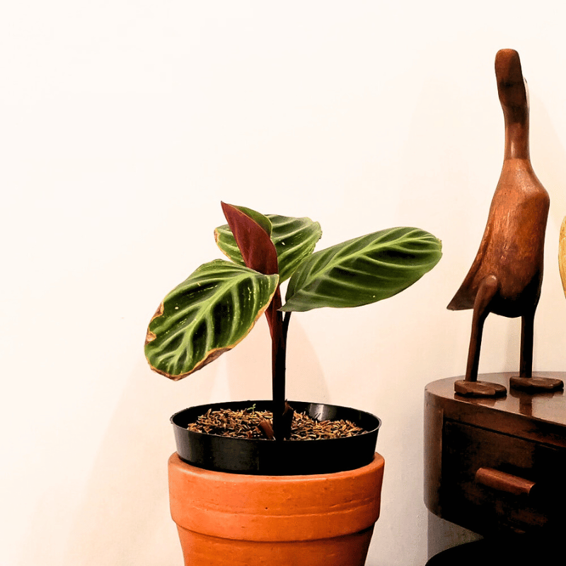 Calathea Ecuadoriana kept indoors