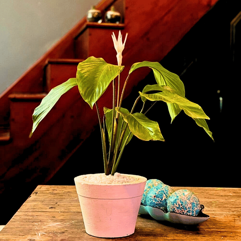 young leaves of Brazilian Star Calathea