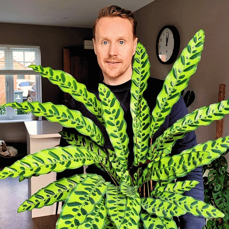 Calathea Lancifolia aka the rattlesnake plant
