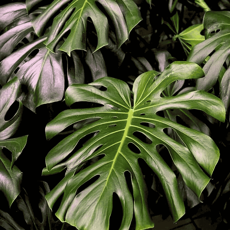 people often confuse and link monstera deliciosa with split leaf philodendron people often confuse and link monstera deliciosa with split leaf philodendron