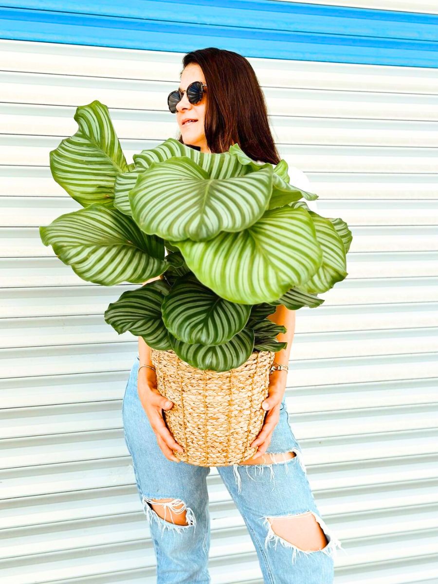 Calathea Orbifolia low maintenance houseplant Calathea Orbifolia low maintenance houseplant