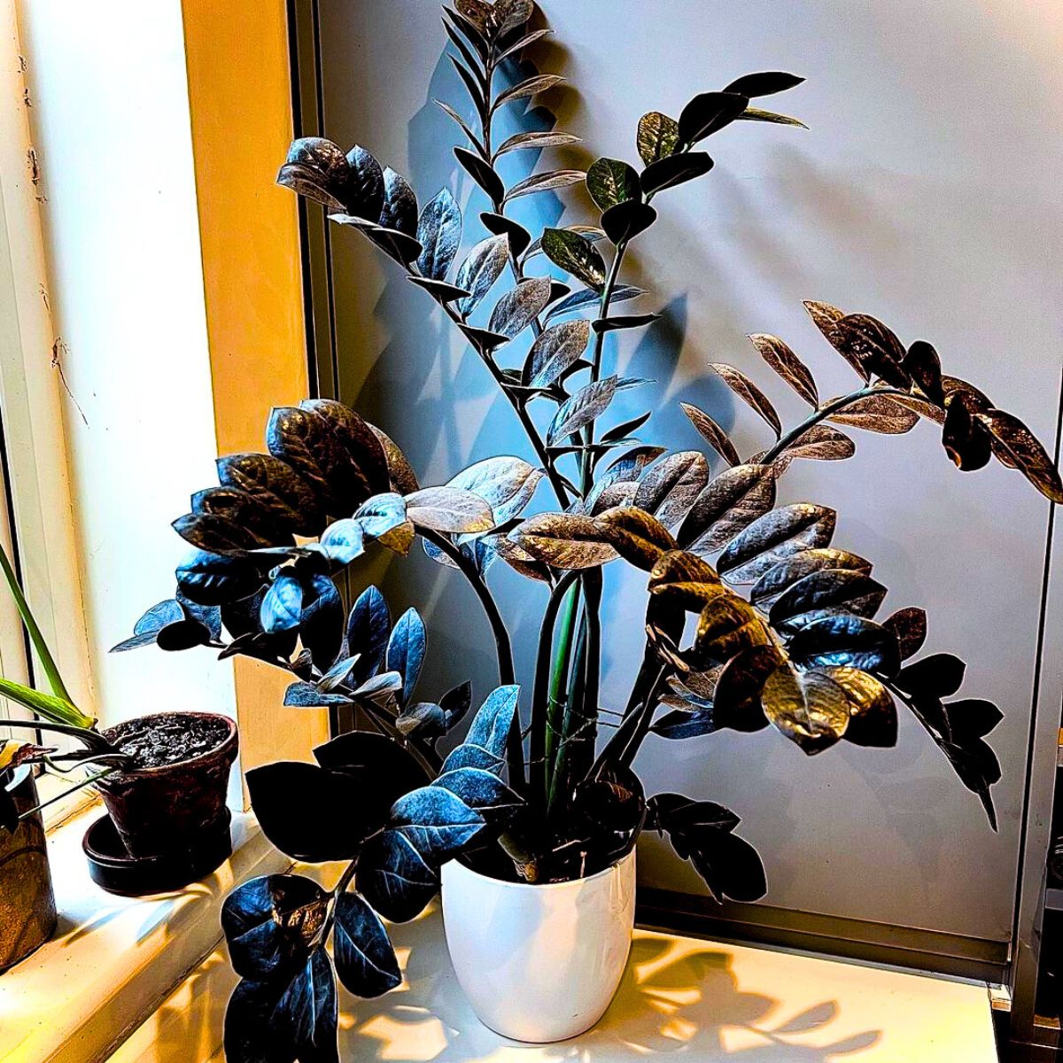Black Raven ZZ plant Black Raven ZZ plant