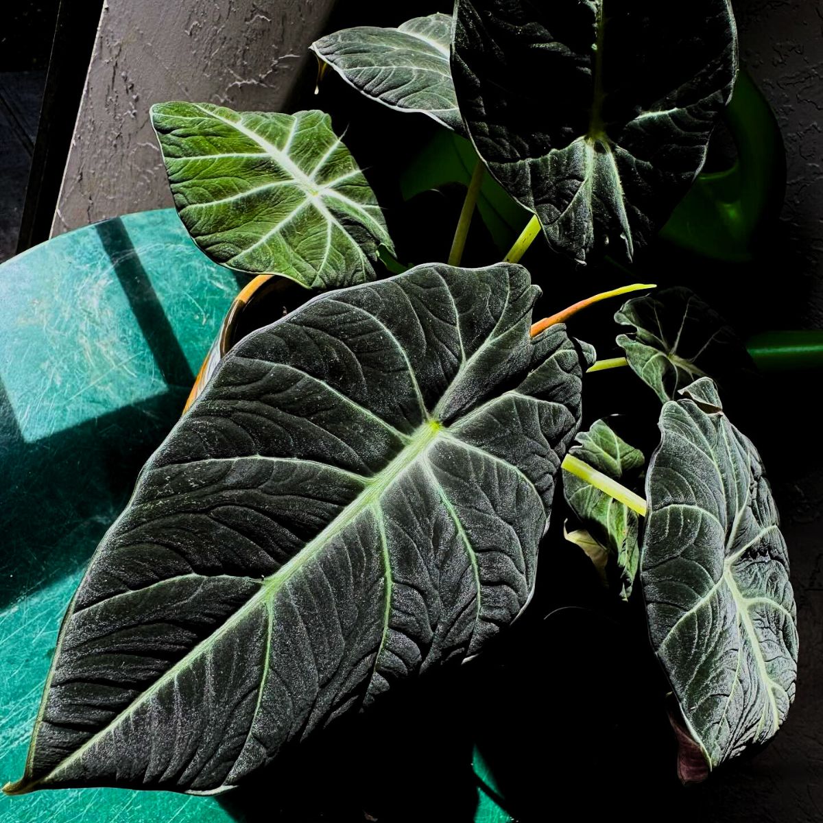 Alocasia Black Velvet leaves Alocasia Black Velvet leaves