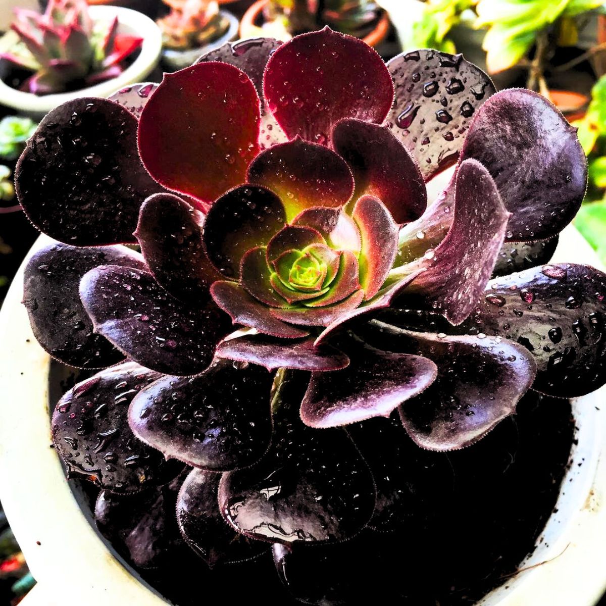 Aeonium Black Rose Succulent Aeonium Black Rose Succulent