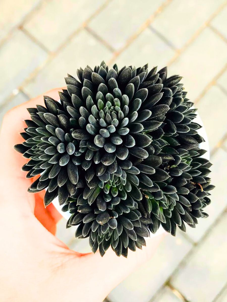 Black Hedgehog Succulent Sinocrassula Yunnanensis Black Hedgehog Succulent Sinocrassula Yunnanensis