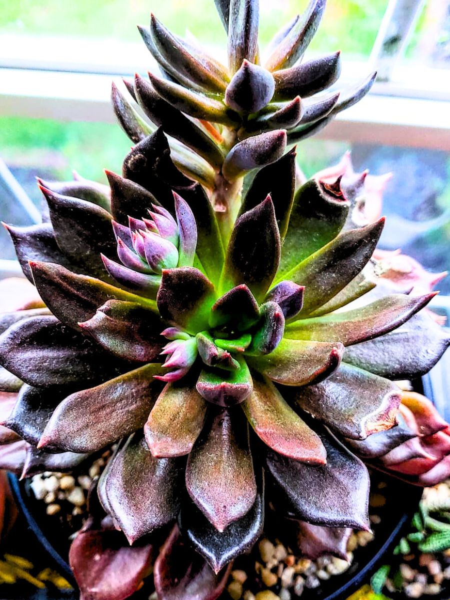 Black Prince Echeveria Black Prince Echeveria