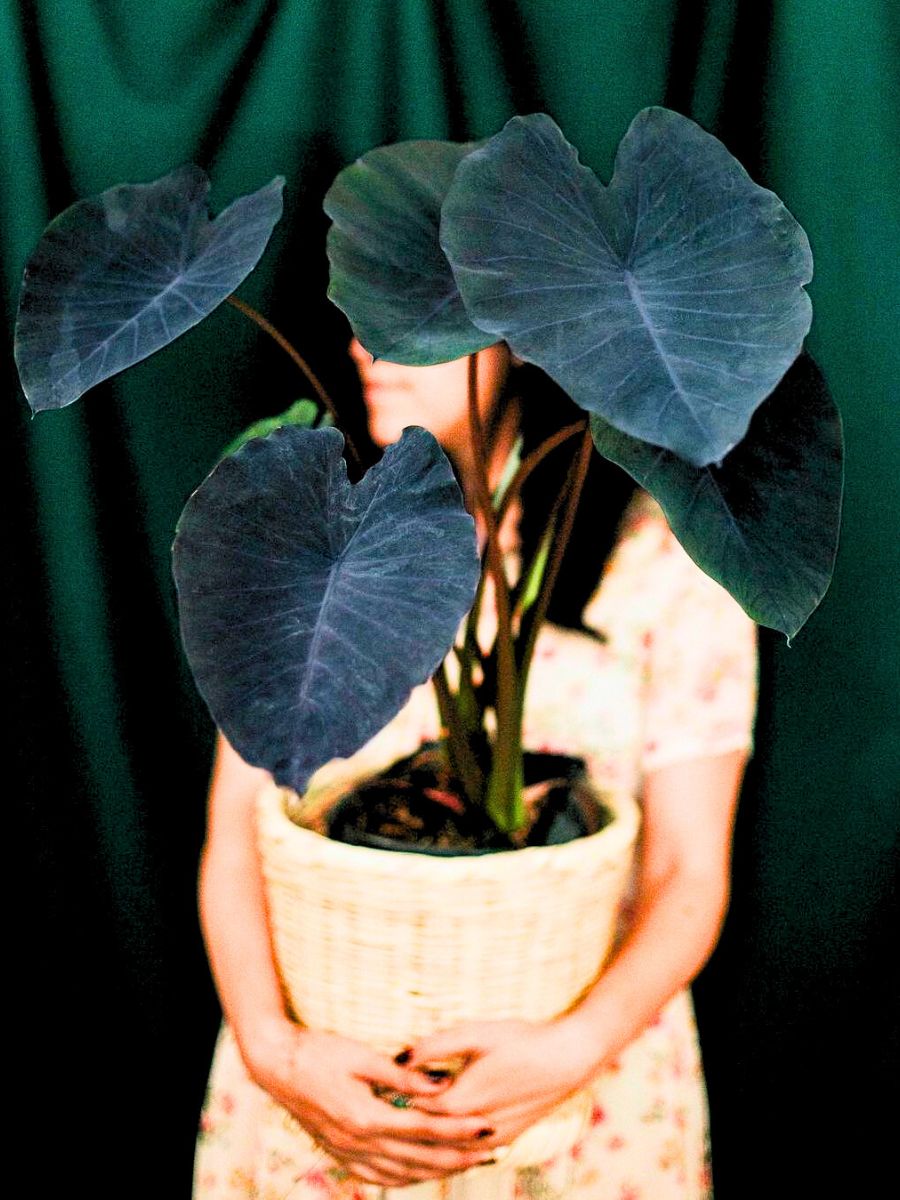 Colocasia Esculenta Black Magic Colocasia Esculenta Black Magic