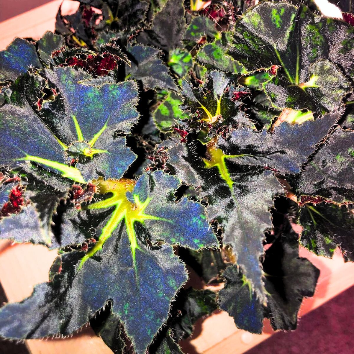 Begonia Black Fancy in full shine Begonia Black Fancy in full shine